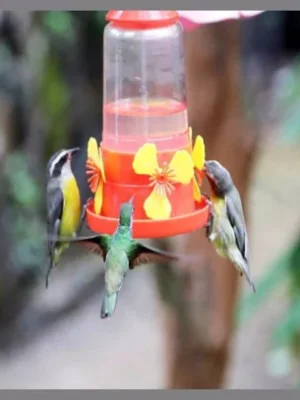 Bebedero Colibri